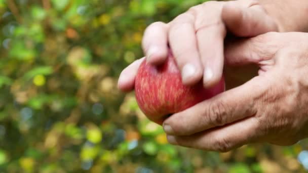 Apple frutas colheita vídeo 4k — Vídeo de Stock