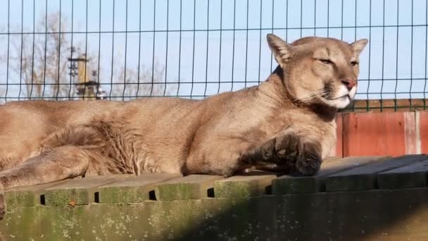 Leoa mentira verão sol vídeo — Vídeo de Stock