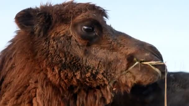 Верблюд на траві крупним планом літнє відео — стокове відео