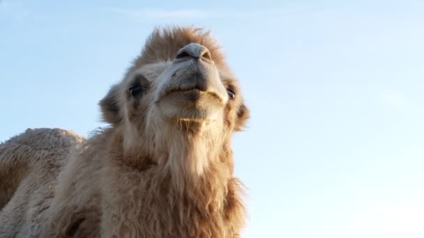 Camello Sobre Hierba Primer Plano Verano Video — Vídeo de stock