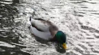 Ördekler Gölü kapanışta 4 k yüzmek.