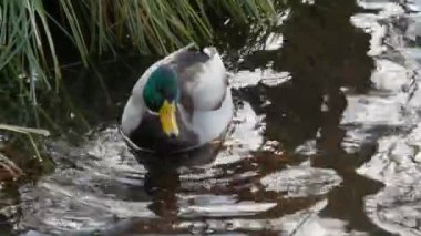 Ördekler Gölü kapanışta 4 k yüzmek.