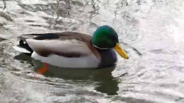 Enten schwimmen auf See hautnah 4k — Stockvideo