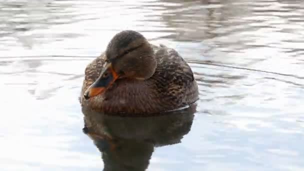 Patos Nadar no lago Close Up 4k — Vídeo de Stock