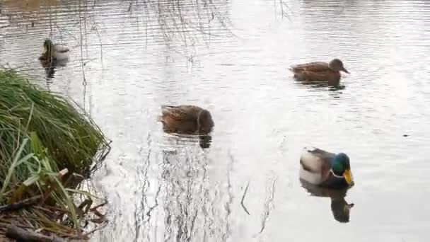 Patos nadan en el lago Close Up 4k — Vídeos de Stock