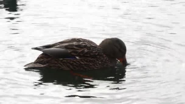 Enten schwimmen auf See hautnah 4k — Stockvideo