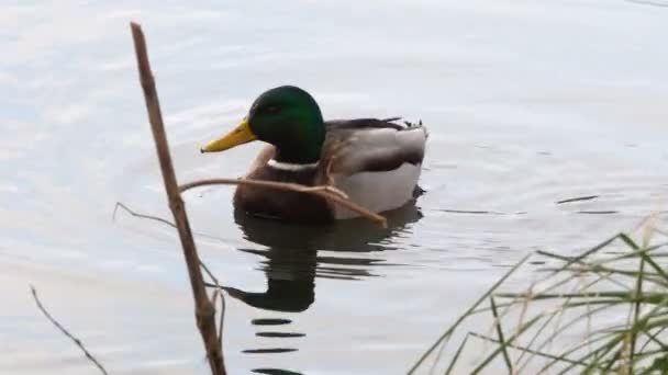 Ducks Swim on lake Close Up 4k — Stock Video