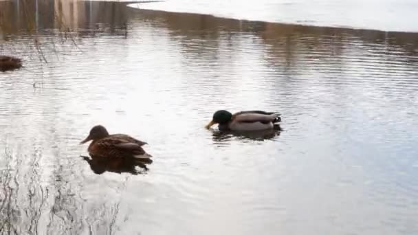 Patos nadan en el lago Close Up 4k — Vídeo de stock