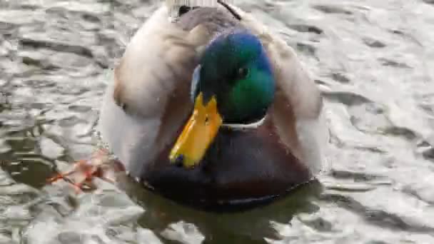 Patos nadan en el lago Close Up 4k — Vídeo de stock