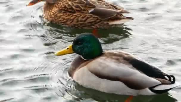 Ducks Swim on lake Close Up 4k — Stock Video