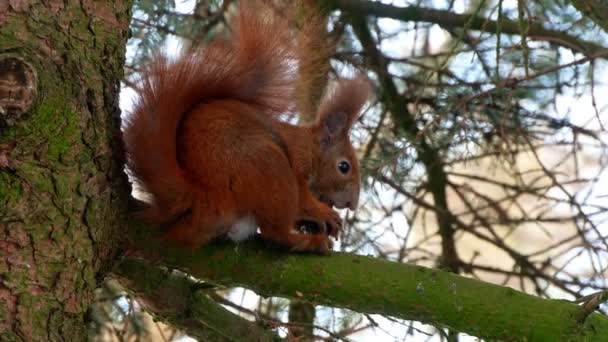 Red Squirell mangiare noce 4k — Video Stock