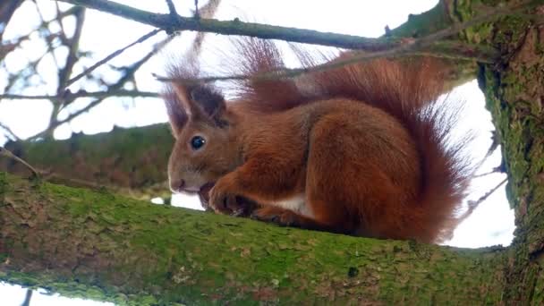 Red Squirell едят грецкий орех 4k — стоковое видео