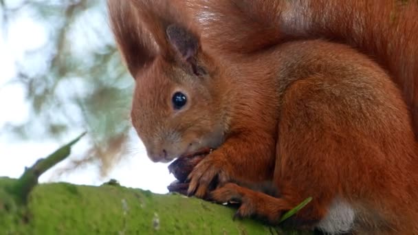 Red Squirell eating walnut 4k — Stock Video