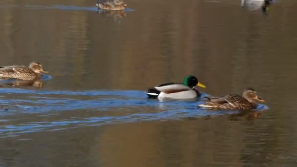 Patos nadan en el lago Close Up 4k — Vídeos de Stock