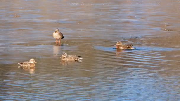 Enten schwimmen auf See hautnah 4k — Stockvideo