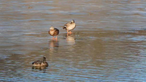 Patos nadan en el lago Close Up 4k — Vídeo de stock