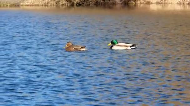 Patos nadan en el lago Close Up 4k — Vídeo de stock