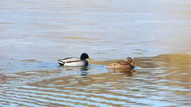 Ördekler Gölü kapanışta 4 k yüzmek.