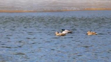 Ördekler Gölü kapanışta 4 k yüzmek.
