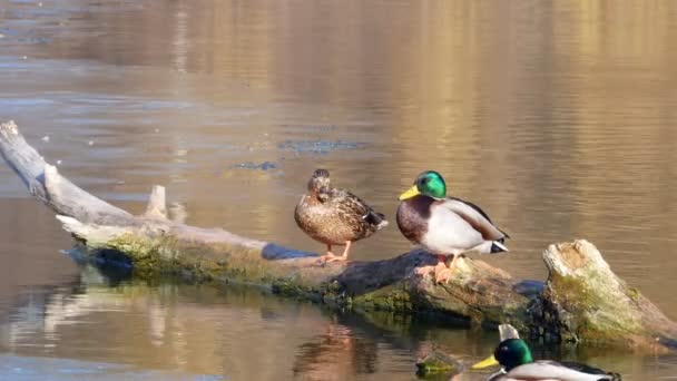 Patos nadan en el lago Close Up 4k — Vídeos de Stock