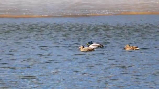 Enten schwimmen auf See hautnah 4k — Stockvideo