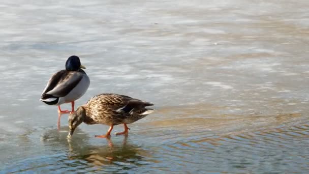 Patos nadan en el lago Close Up 4k — Vídeo de stock