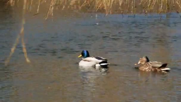 Patos nadan en el lago Close Up 4k — Vídeos de Stock