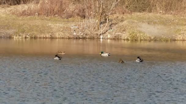 Enten schwimmen auf See hautnah 4k — Stockvideo