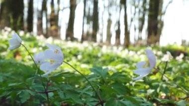 Bahar orman güneşli gün