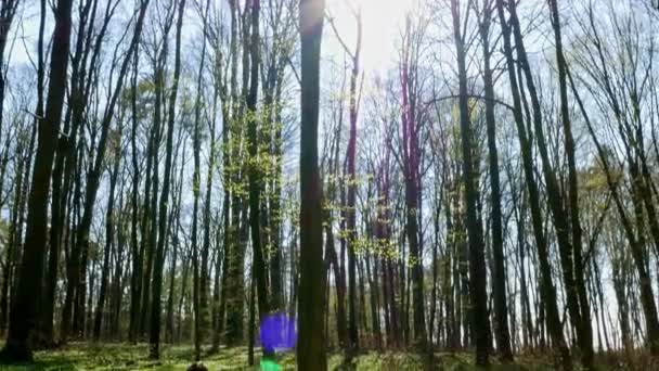 Солнечный день в весеннем лесу — стоковое видео