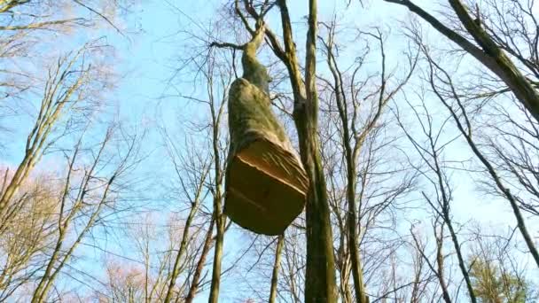 Весняний ліс сонячний день — стокове відео