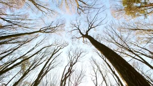 Printemps forêt journée ensoleillée — Video