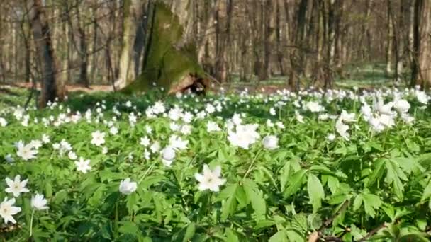 Primavera bosque día soleado — Vídeos de Stock