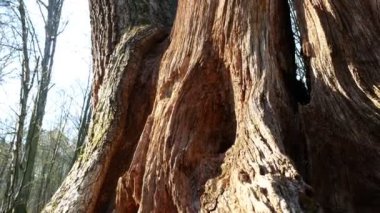 Bahar orman güneşli gün