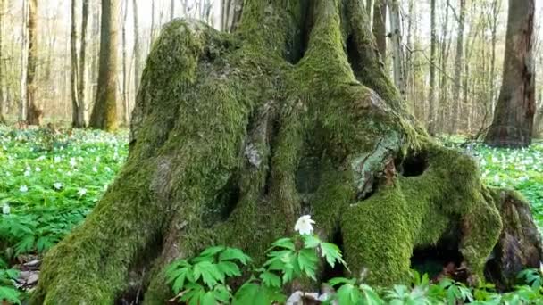 Printemps forêt journée ensoleillée — Video