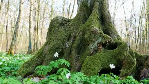 Printemps forêt journée ensoleillée — Video