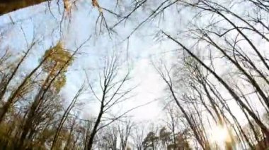 Bahar orman güneşli gün