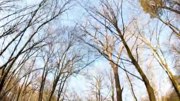 Frühling Wald sonniger Tag — Stockvideo