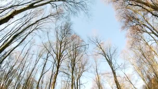 Άνοιξη δάσος ηλιόλουστη μέρα — Αρχείο Βίντεο