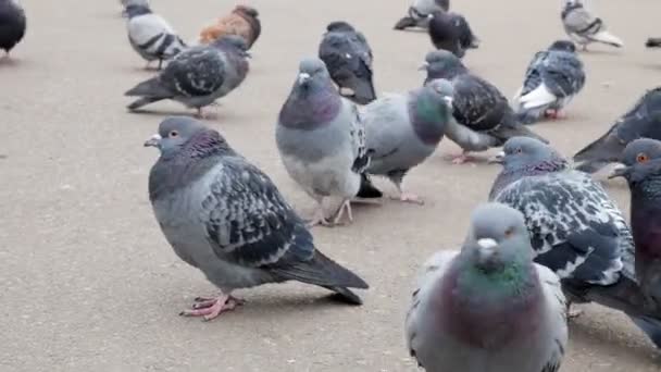 Large group of pigeons walking — Stock Video