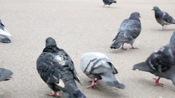 Large group of pigeons walking — Stock Video