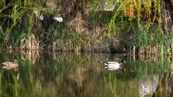 鸭子游泳在湖附近4k — 图库视频影像