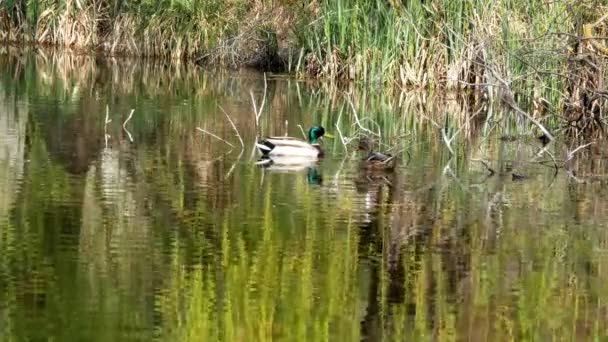 Canards Nager sur le lac Fermer 4k 