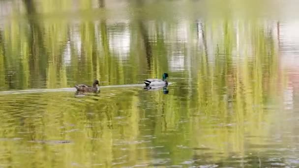 Ducks Berenang di danau Tutup 4k — Stok Video
