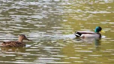 Ördekler Gölü kapanışta 4 k yüzmek.