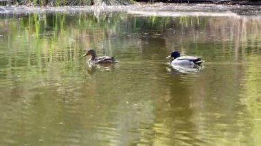 Ördekler Gölü kapanışta 4 k yüzmek.