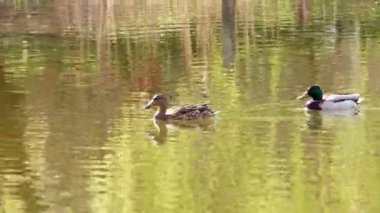 Ördekler Gölü kapanışta 4 k yüzmek.