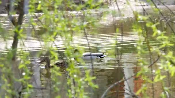 Ducks Swim on lake Close Up 4k — Stock Video