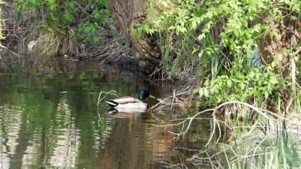 Patos nadan en el lago Close Up 4k — Vídeo de stock