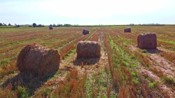 Altın yeşili mısır tarlaları üzerinde uçan hava güzel günbatımının önünde hasat için hazır. — Stok video